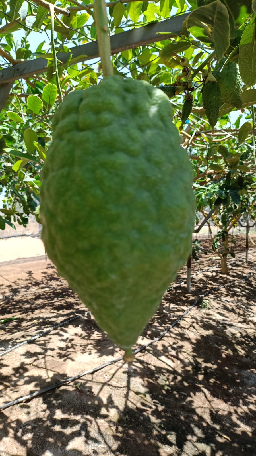 תמונה 5